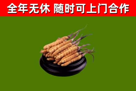 广元烟酒回收冬虫夏草.jpg