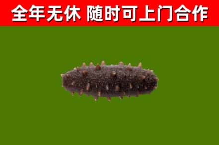 广元烟酒回收干海参.jpg